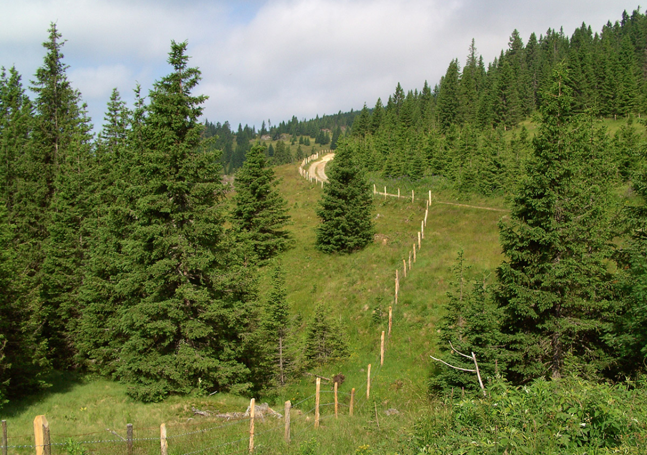 Zářijová Priorita je o odpadech, osvětlení i deseti milionech stromů